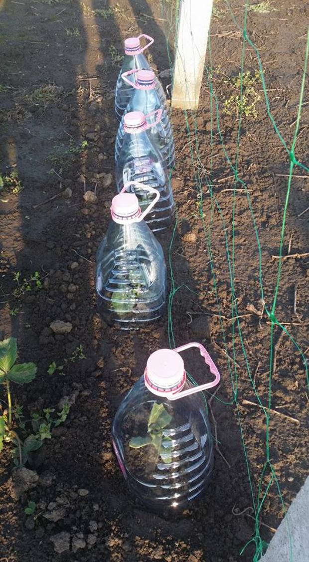 Újra tombol a műanyagflakon-láz! Itt egy szuper ötlet