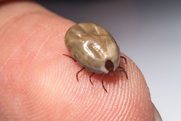 Vérszívóktól rettegnek a szülők, már a játszótereken is támadnak