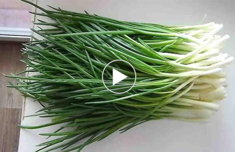 Így termelhetsz egész évben újhagymát és még földre sincs hozzá szükség