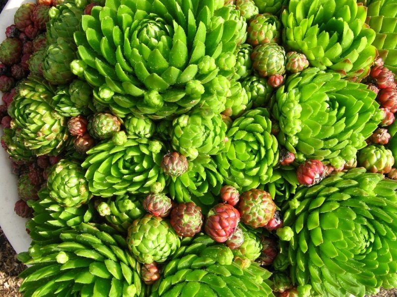 Az egyház ezért kéri, hogy ne tegyünk művirágokat a sírokra!