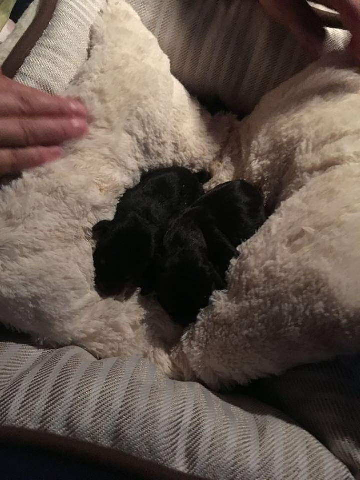 Kanálisba dobtak öt kiskutyát Drávaszabolcson