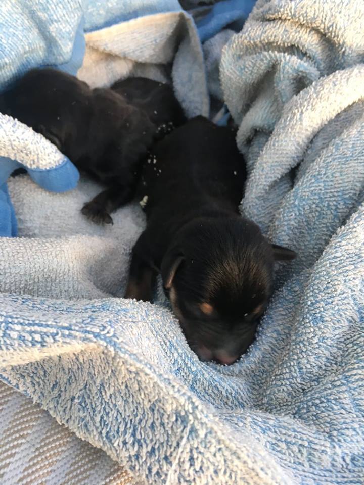 Kanálisba dobtak öt kiskutyát Drávaszabolcson