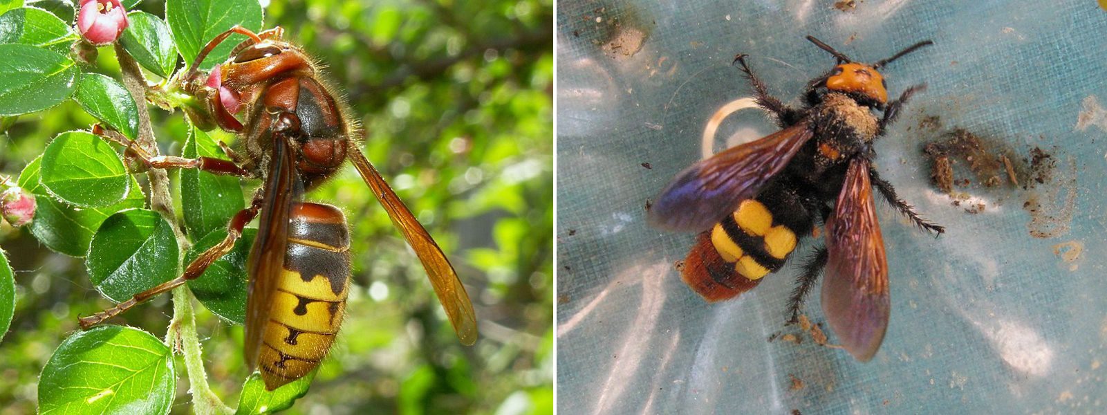 Óriási darazsak rémítik halálra a magyarokat