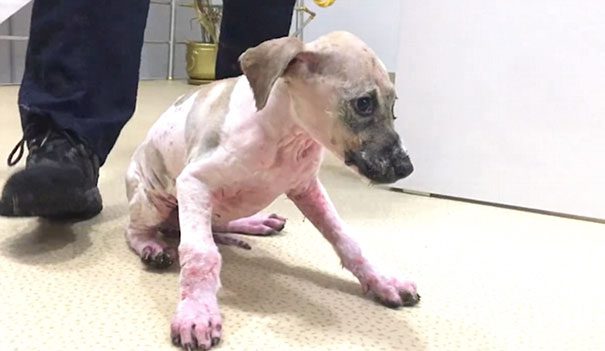 Ragasztóval kenték be, sárba hempergették és sorsára hagyták a kutyust