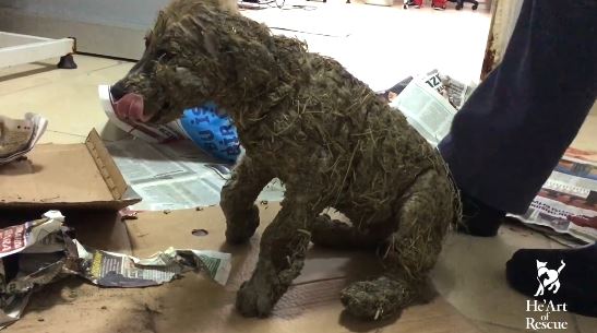 Ragasztóval kenték be, sárba hempergették és sorsára hagyták a kutyust