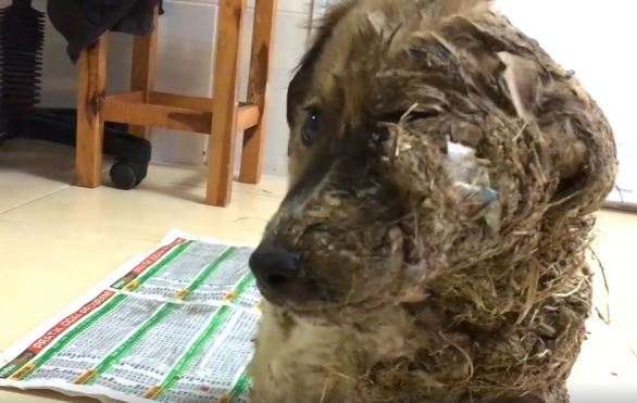 Ragasztóval kenték be, sárba hempergették és sorsára hagyták a kutyust