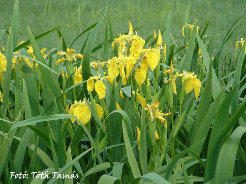 Meseszép virágtenger lepte el a Körös-árteret