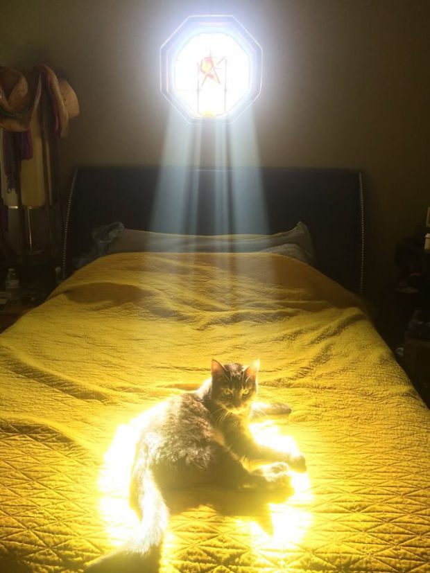 A macskák igazán imádják a napfényt 2