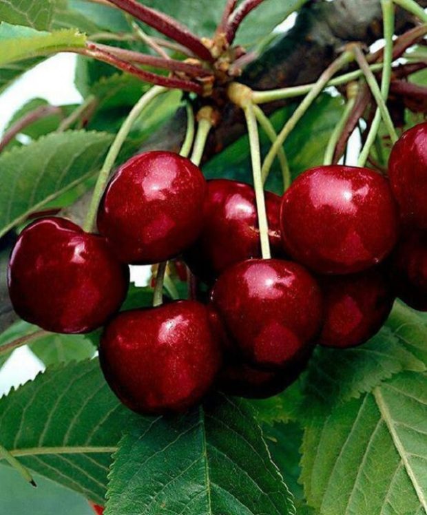 Ezért egyél 2 héten át minden nap cseresznyét 2