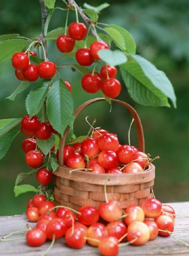 Ezért egyél 2 héten át minden nap cseresznyét 7