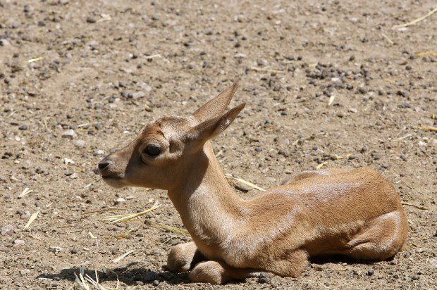 Cukik a veszprémi indiai antilopok 1