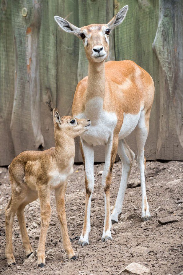 Cukik a veszprémi indiai antilopok 2