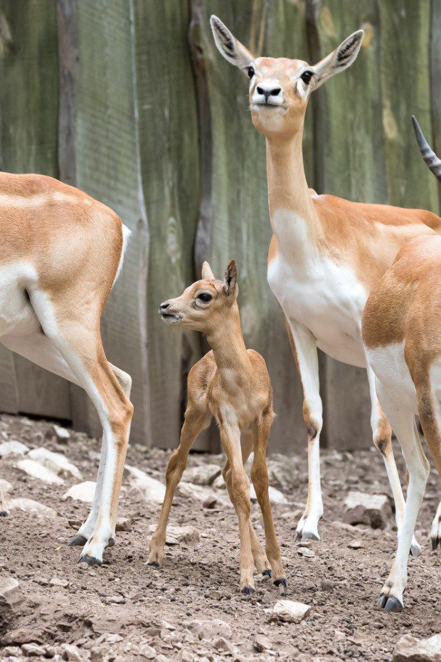 Cukik a veszprémi indiai antilopok 3