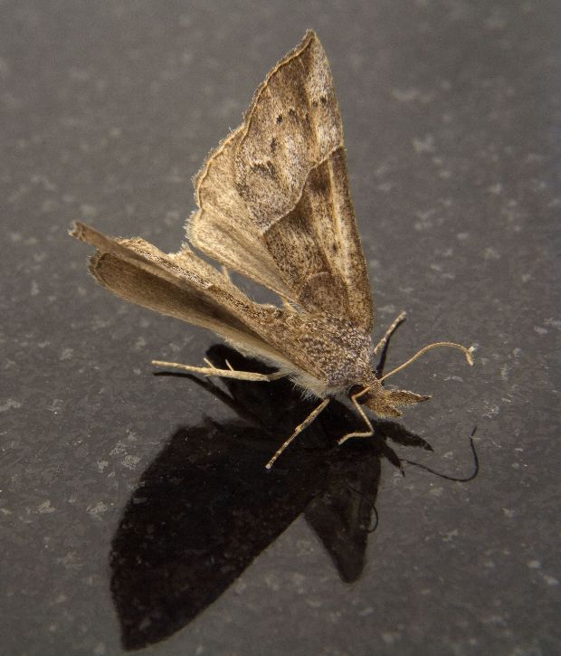 Ellepték a konyhádat a molyok? Itt a legjobb megoldás ellenük