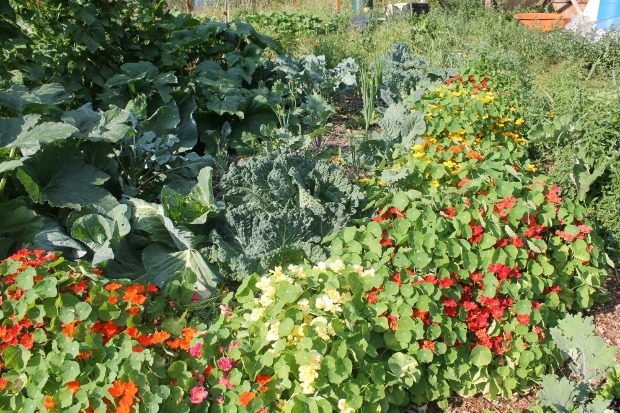 Elöntötte a kertedet a gaz Így szabadulhatsz meg tőle 4