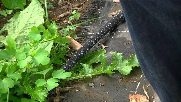 Elöntötte a kertedet a gaz Így szabadulhatsz meg tőle 5