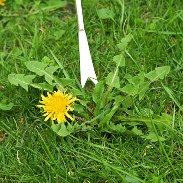 Elöntötte a kertedet a gaz Így szabadulhatsz meg tőle