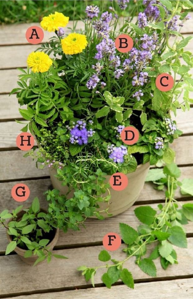 Gyűlölöd a szúnyogokat Ezt rakd össze, és megszabadulhatsz tőlük 1