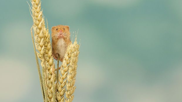 Itt a jó idő, támadnak az egerek, mutatjuk, hogy tudod távol tartani őket 6