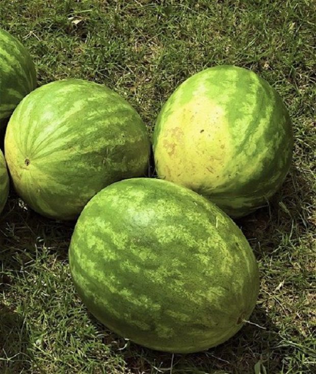 Soha többé nem veszel rossz dinnyét, ha ezeket a trükköket ismered 2