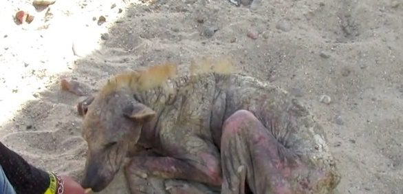 A múmiává aszott kutya sírt a fájdalomtól, mikor hozzáértek – nézd meg, mit tett vele a szerető ápolás