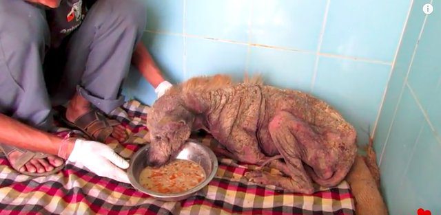 A múmiává aszott kutya sírt a fájdalomtól, mikor hozzáértek – nézd meg, mit tett vele a szerető ápolás