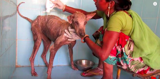 A múmiává aszott kutya sírt a fájdalomtól, mikor hozzáértek – nézd meg, mit tett vele a szerető ápolás