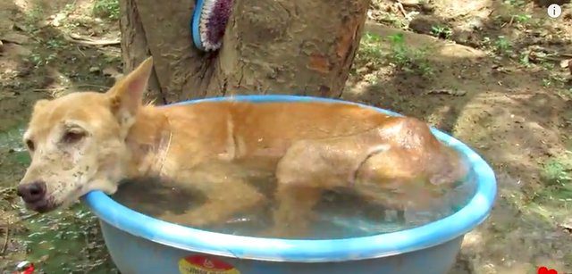 A múmiává aszott kutya sírt a fájdalomtól, mikor hozzáértek – nézd meg, mit tett vele a szerető ápolás