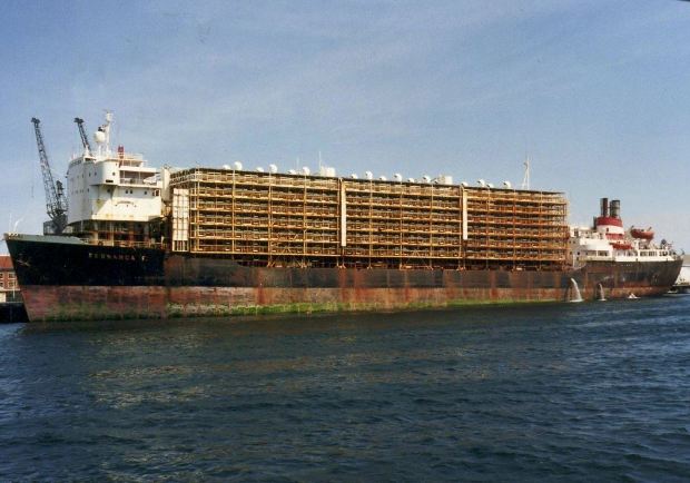 Brazíliai őserdőkből származik a mérgezett holland tojás 1