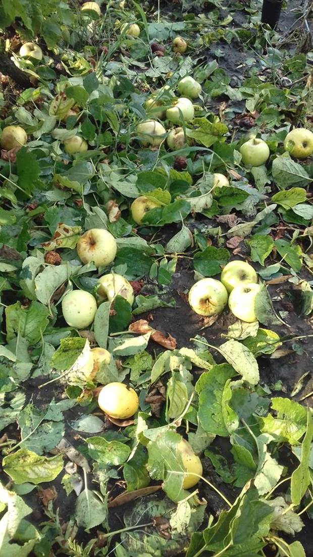 Egészen elképesztő, ami a Békés megyei Kiscsákón történt 1