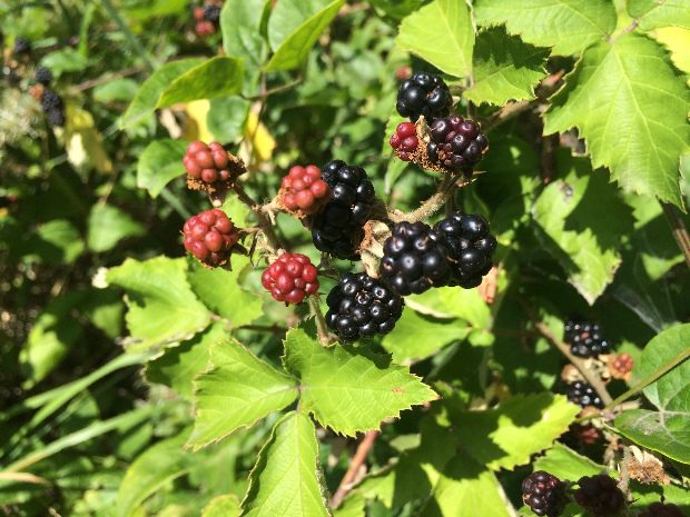 Ingyen adja az erdő a gyümölcsöt Életed csúcslekvárját készítheted el!