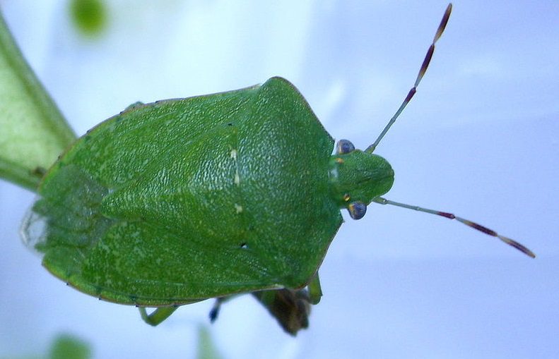 Lehet védekezni a brutális poloskainvázió ellen 1