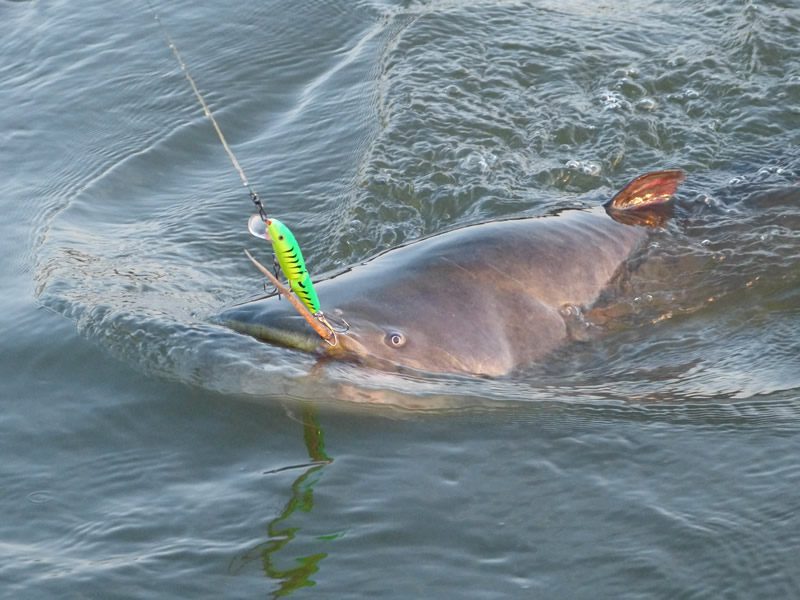 Kapitális halak,európai harcsa,szürkeharcsa,lesőharcsa,képek,videó,bemutatása,jellemzői,horgászata,a horgászat hírei,tudástár,Hirmagazin.eu