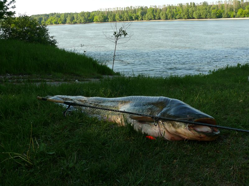 Kapitális halak,európai harcsa,szürkeharcsa,lesőharcsa,képek,videó,bemutatása,jellemzői,horgászata,a horgászat hírei,tudástár,Hirmagazin.eu
