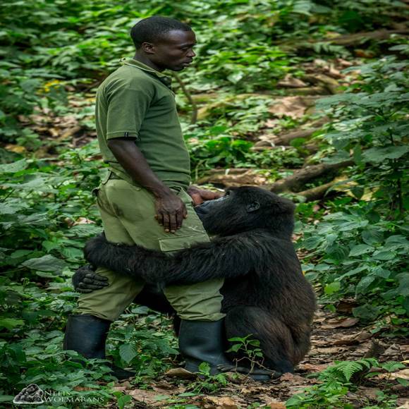 Gorila viděla, že jeho ošetřovatel je smutný, podívej se, co udělal dál!  Neuvěřitelný!  1