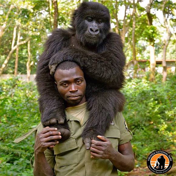 A gorilla azt látta, hogy gondozója szomorú, nézd meg, mit tett ezután! Hihetetlen! 2
