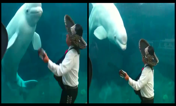 Egy dalos beluga, más néven fehér delfin éneke, cuki - VIDEÓ 2