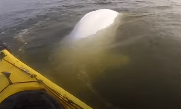 Egy dalos beluga, más néven fehér delfin éneke, cuki - VIDEÓ