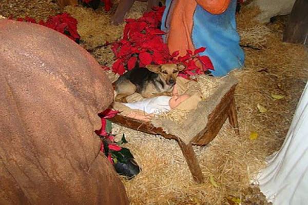 Igazi karácsonyi csodáról van szó! A kóbor kutya a kis Jézus jászlába bújik melegedni, ami ezután történik igazán szívmelengető 1