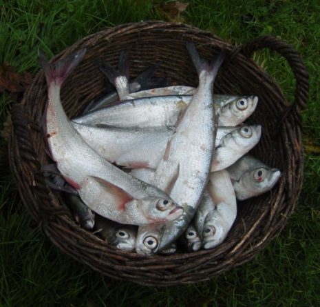 Garda, a látott hal. A balatoni halászok régebben a Tihanyi-hegység tetejéről kémlelték szabad szemmel a tavat, és amikor megjelentek nagy, fekete foltokban a halak, akkor mentek le halászni. Kép: Hirmagazin.eu