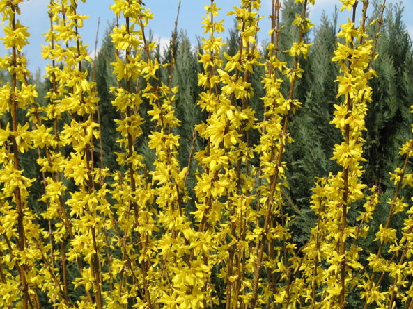 Blooming Forsythia, aranyvessző. Amikor már bennevegyunk a tavaszban, akkor a legcsodálatosabb! Kép: Hirmagazin.eu