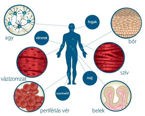 őssejtek a zsinór vérből és a cukorbetegség kezelése