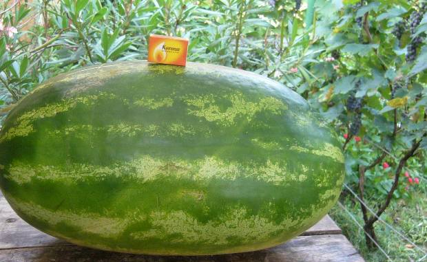 Döbbenetes méretű görögdinnye termett Medgyesen