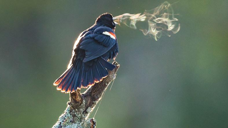 Döbbenet: dohányzó madarat kaptak lencsevégre