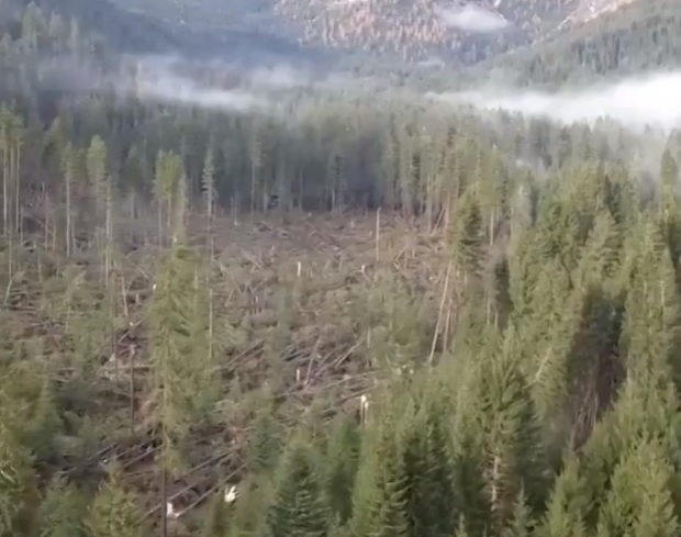 Szörnyű látvány több százezer fát csavart ki a viharos idő - VIDEÓ 1