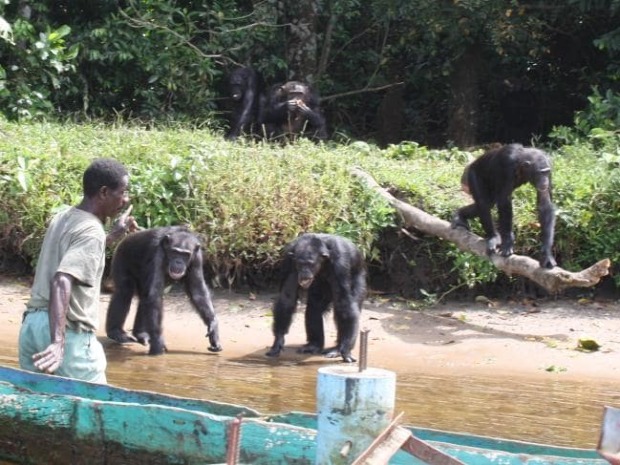 Emberevő kísérleti majmok foglalták el a szigetet, a helyiek rettegnek 1