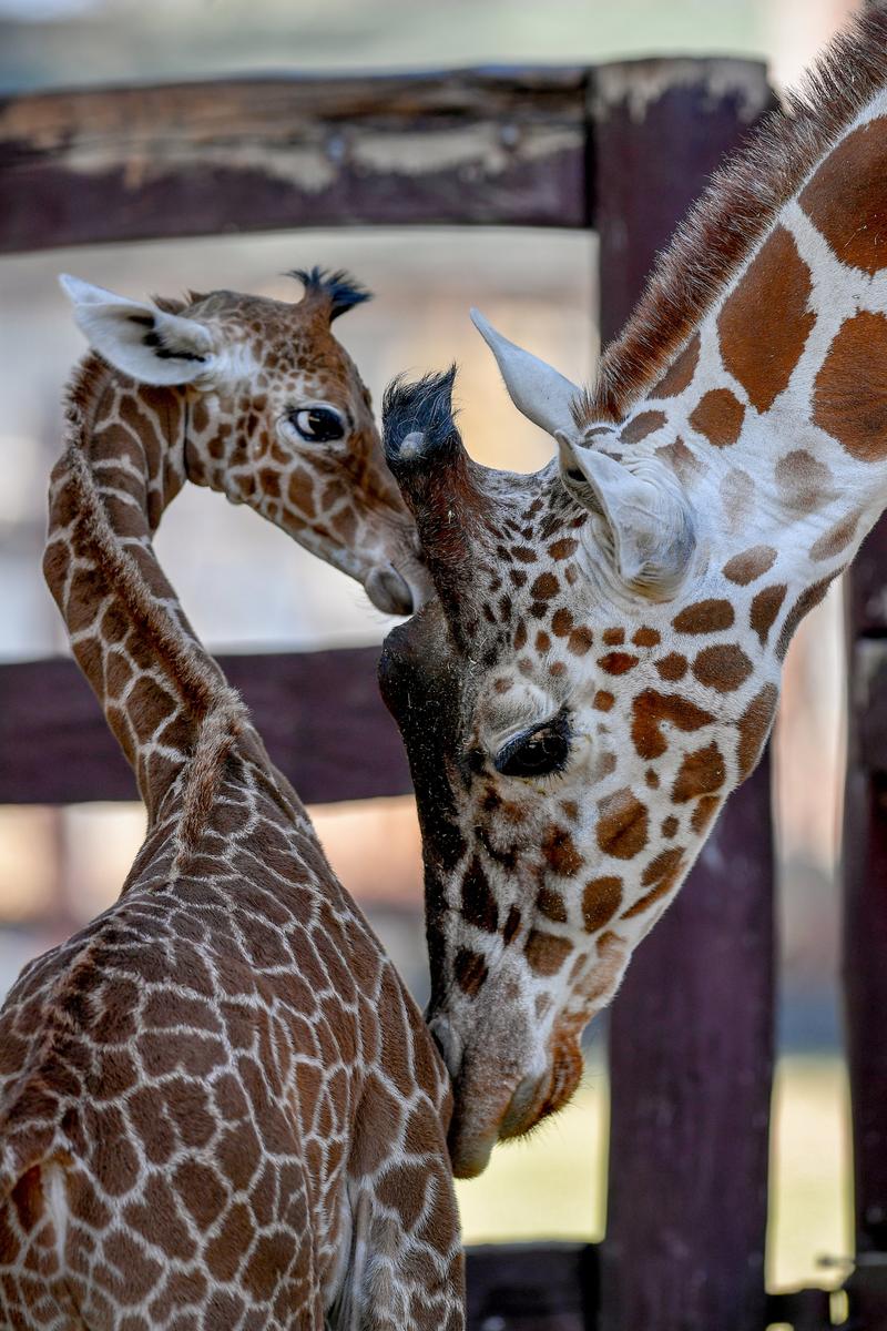 Zsiráf született a debreceni állatkertben - cuki fotó 1