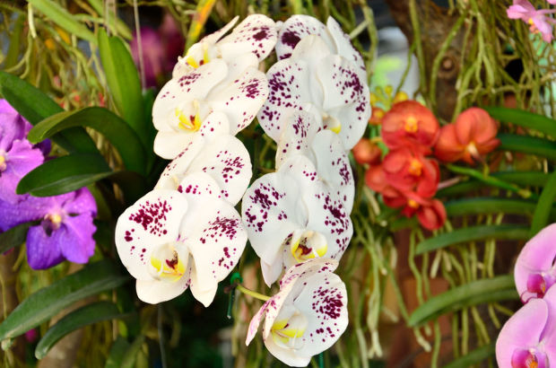2 millió orchidea Magyarország határában, ide kirándulj el - VIDEÓ